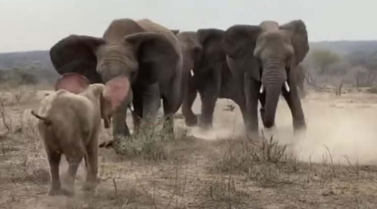 orphaned elephant greeted by herd