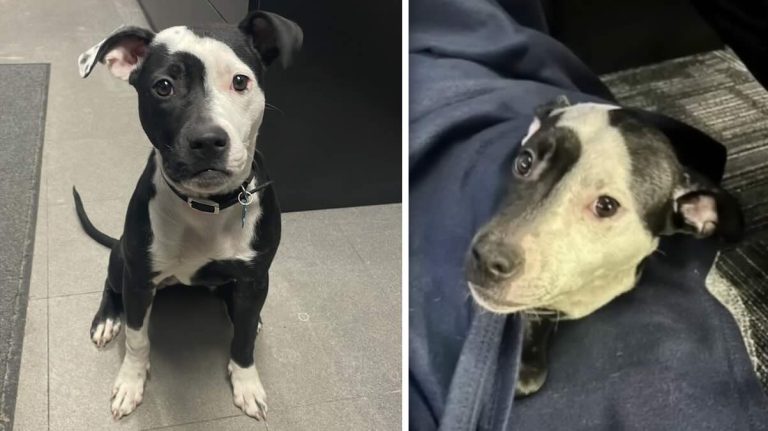 Paddy rescue dog now the new station house dog