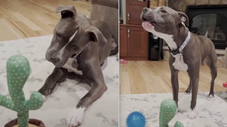 Pittie and cactus toy interact