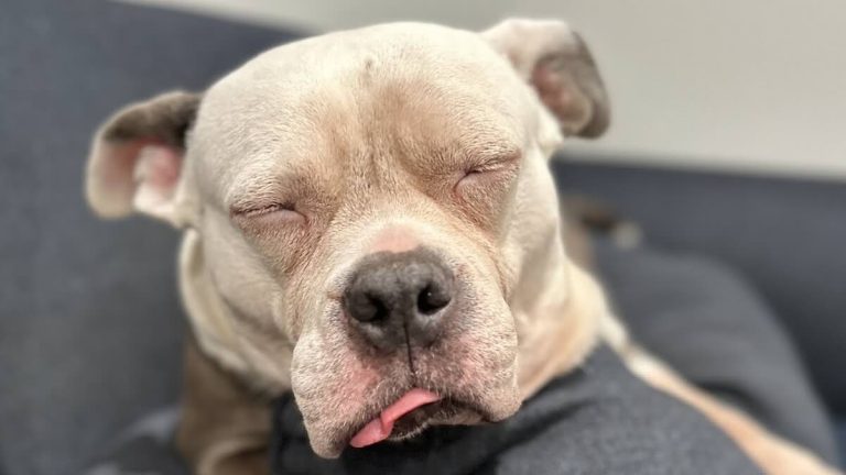 Caged Pit Bull Used For Breeding And Dumped Gets Her First Taste Of Freedom