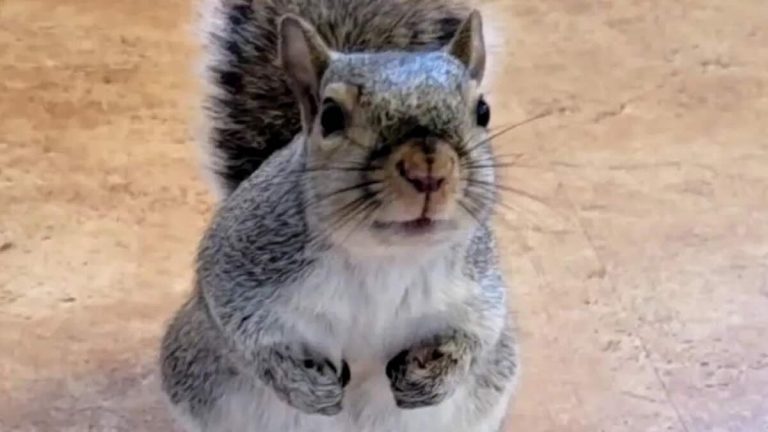 Woman Rescues Baby Squirrel She Finds At Restaurant And Now He Thinks She’s His Mom