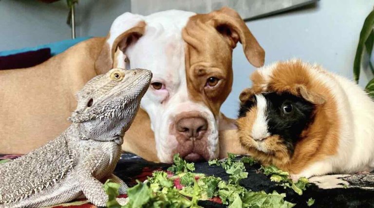 Shrimp with her family.