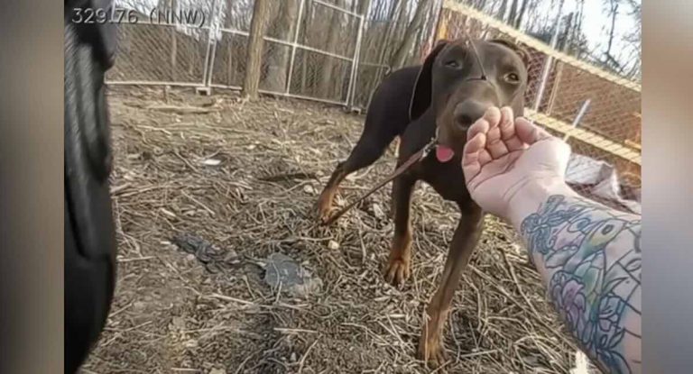 zip-tied dog rescued by South Bend police