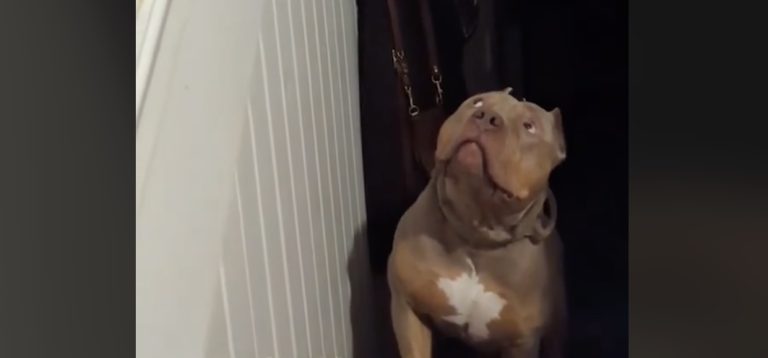 pittie spooked by cat
