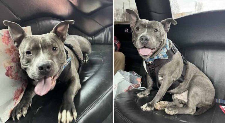 Chester gets a limo ride to his new home