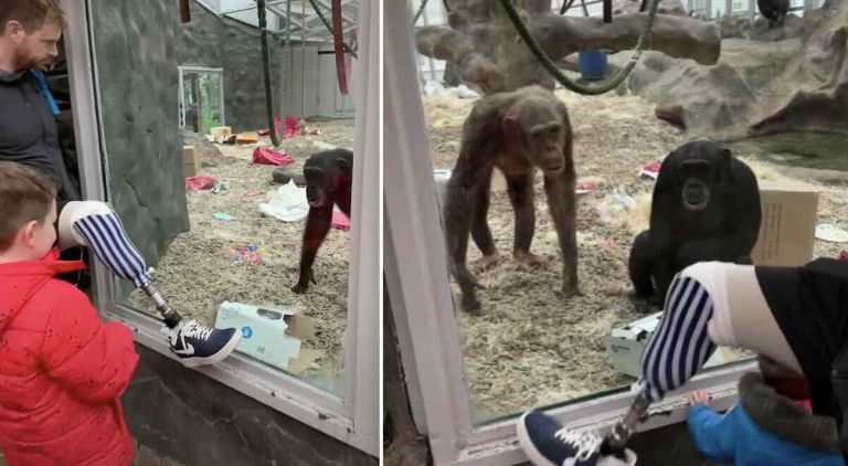 chimps react to artificial limb