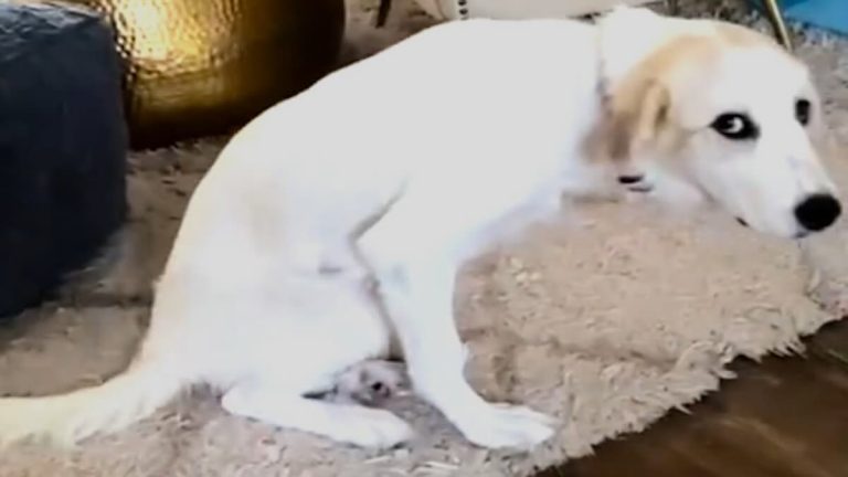 dog with malformed legs recovers