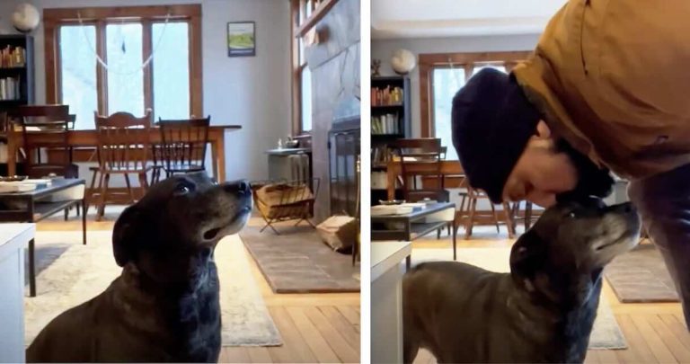 dog eats after forehead kiss
