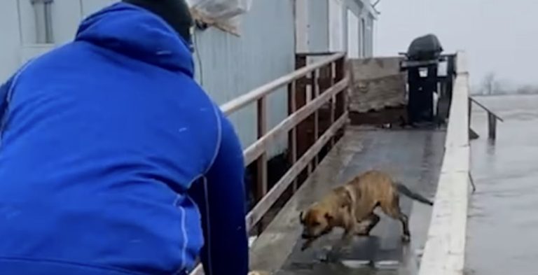 Football Players Brave Freezing Floodwaters To Rescue Mom and Her Puppies Left Behind After Evacuation