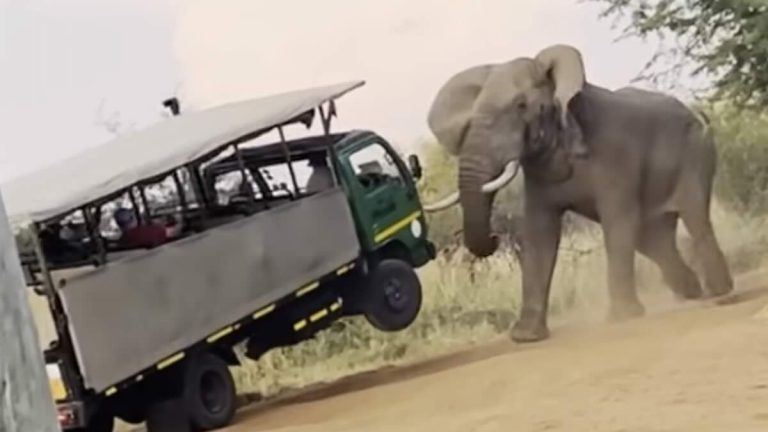elephant charges safari truck
