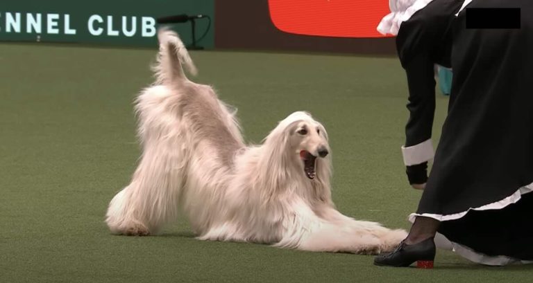 Fabio the Afghan hound performs at Crufts