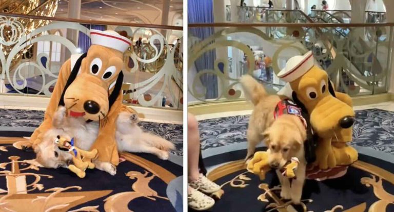 service dog meets Disney's pluto