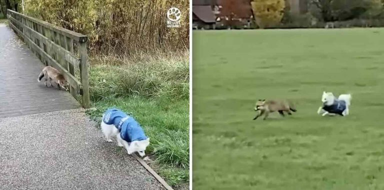 fox sneaks up on dog to get her to play