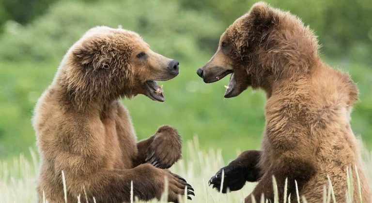 Sidra Monreal Burshteyn Bear Jokes