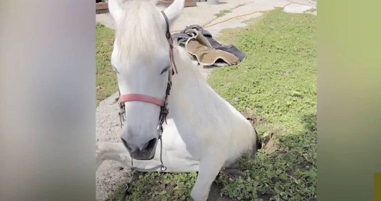 horse gets stuck in sinkhole