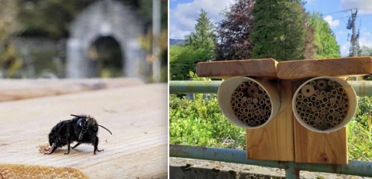 Library Is Lending Out Bees In Special Program That Has People Abuzz With The News