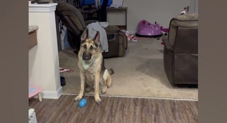 dog reacts to Sean Paul song