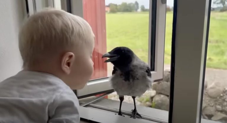 Two-Year-Old Boy Shares Sweetest Friendship With Rescued Bird Named Russell Crow