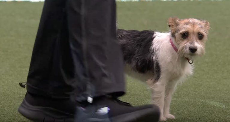 Penny at Crufts Hooper's Display