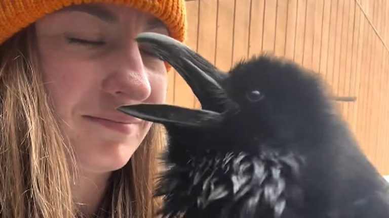 Raven Makes Amazing Sound Greeting Woman But Has Another Kind Of ‘Hello’ For Veterinarians