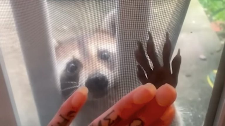 raccoon befriends woman