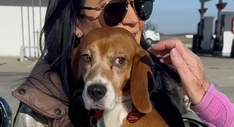 Reggie the beagle