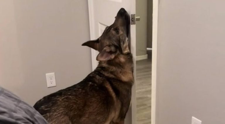 Service dog can't figure out why door is stuck