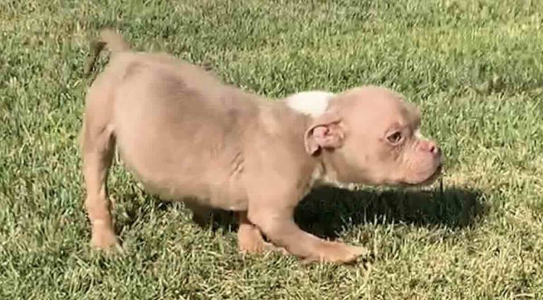 Spud the foster puppy