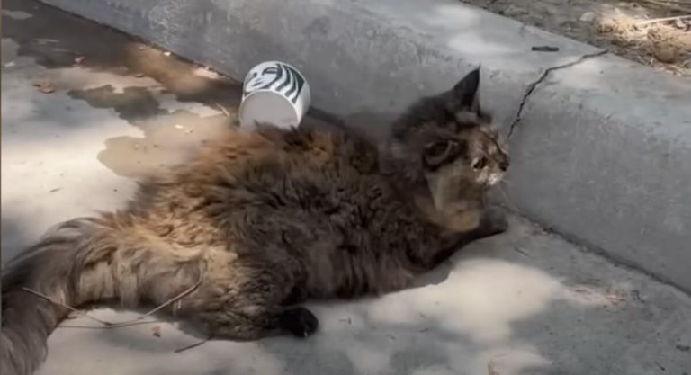 Stray Cat Living Outside Starbucks Shrieks When Touched, Now Loves Being Held Like Baby