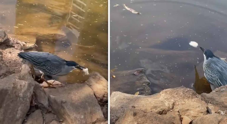 striated heron uses bread to fish