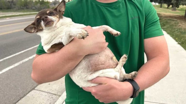 fat chihuahua adopted