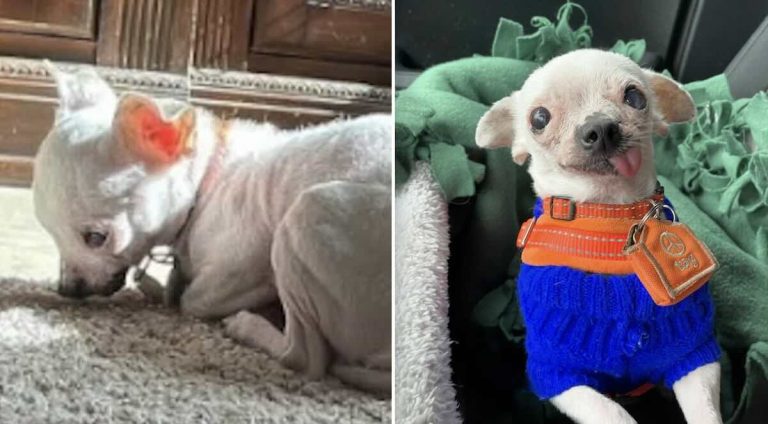 Toothless the senior rescue dog