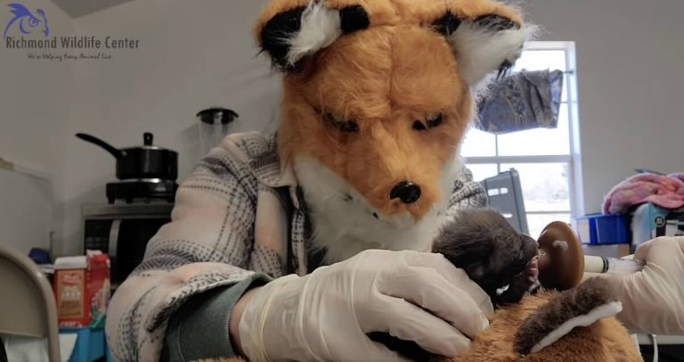 Richmond Wildlife Center rehabilitator dresses as fox