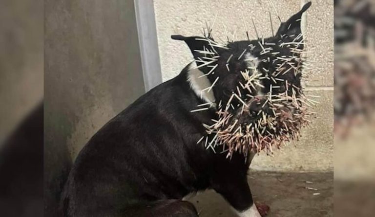 Winnie the dog encountered a porcupine