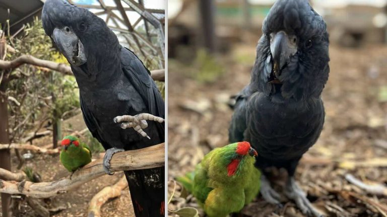 Musk Lorikeet And Red-tailed Black Cockatoo Become Unexpected Friends