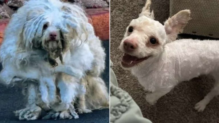 ‘Miserable’ Stray Dog with Matted Fur and Broken Teeth is All Smiles Now