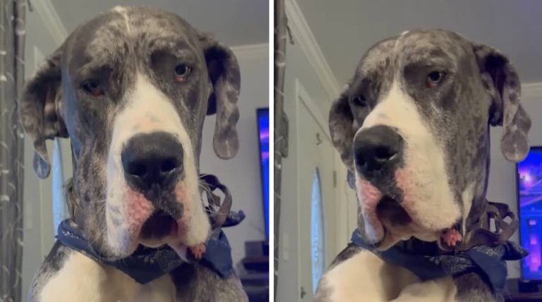 Great dane steals uncrustable
