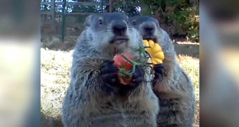 Groundhog Caught Munching On Vegetables From Man’s Garden Ends Up Bringing His Whole Family