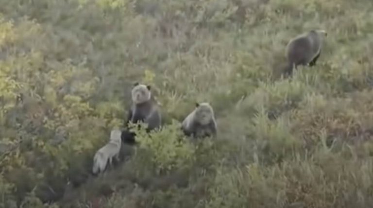 Dog Filmed Playing And Hanging Out With Three Brown Bears By A Drone