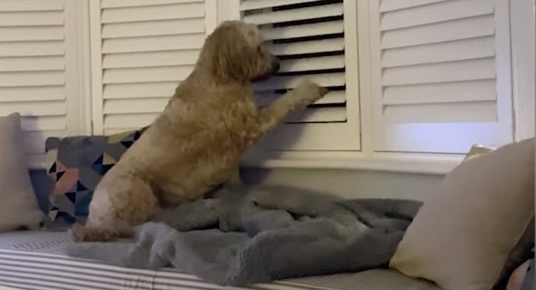 dog spies on neighbors
