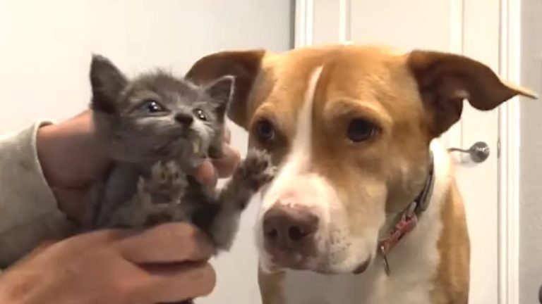 Every Foster Kitten Falls In Love With Maternal Pit Bull