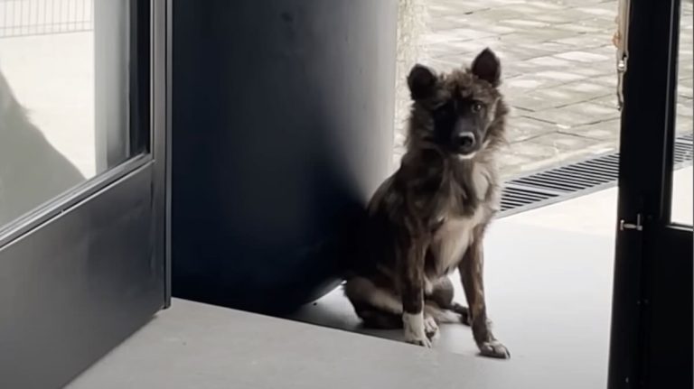 stray dog walks into rescuer's home