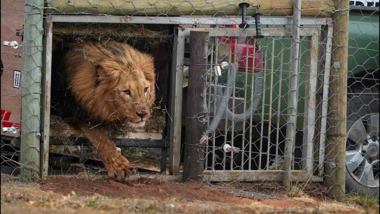 Jamil and Tsar lions return to Africa