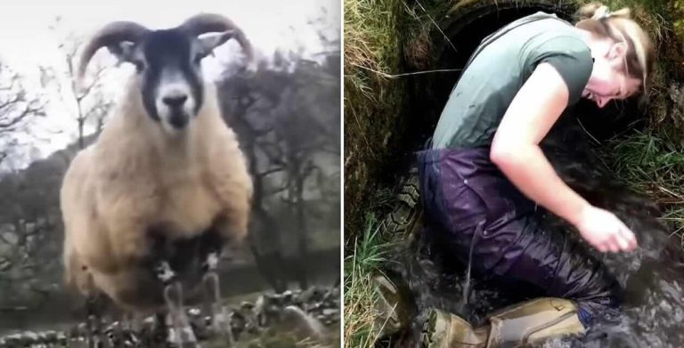 farmer saves lambs in culvert