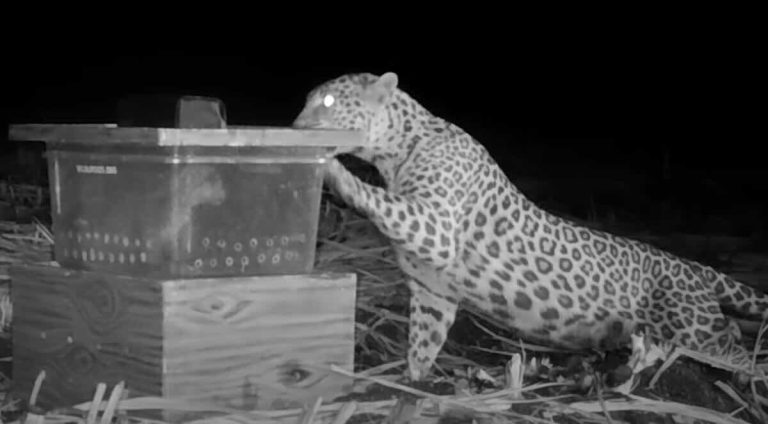 leopard reunites with cub