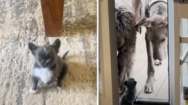 Tiny Rescue Puppy Loves Bossing Her Foster Siblings Around