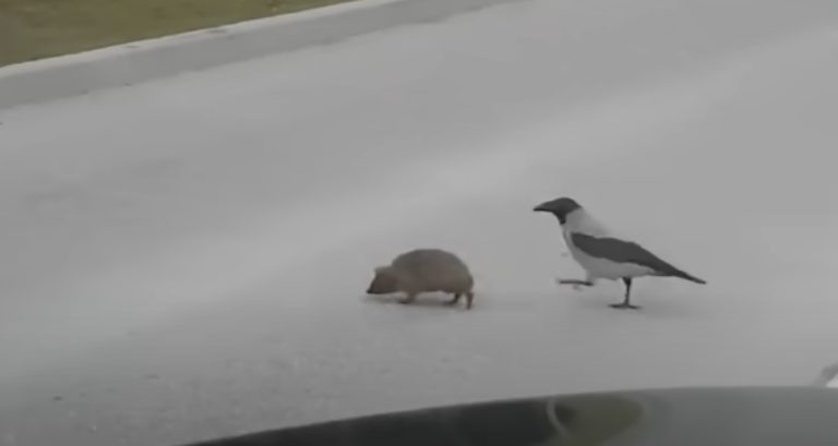 magpie helps hedgehog across road
