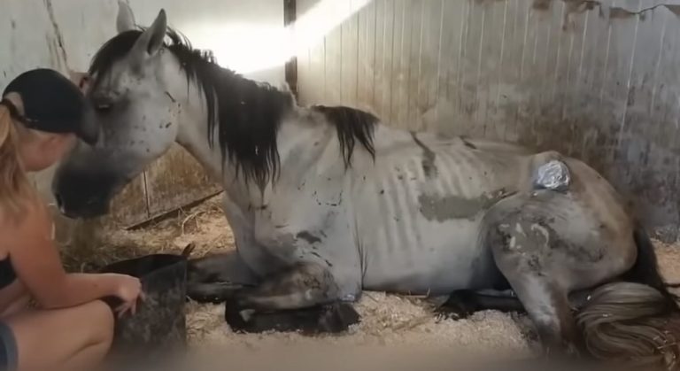 Starving Tourist Horse Finally Gets the Life He Deserves