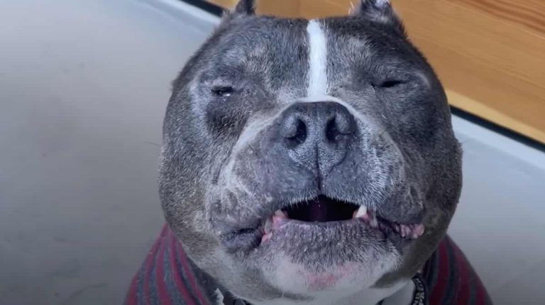 grandpa larry pit bull