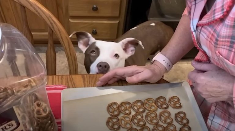 pit bull is different dog with grandparents